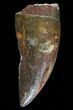Serrated, Juvenile Carcharodontosaurus Tooth #80699-1
